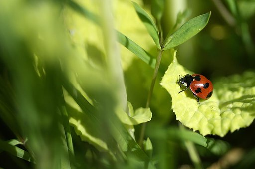 「春」春の昆虫