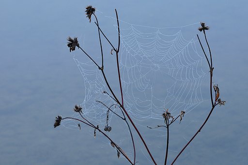 蜘蛛の糸