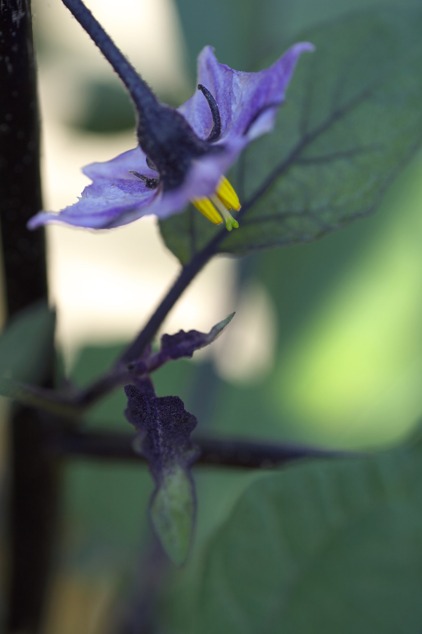 茄子の花