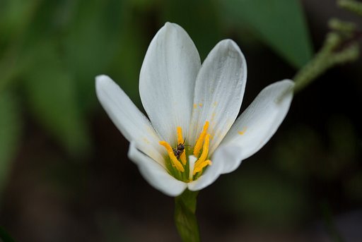 タマスダレにハナバチが・・。