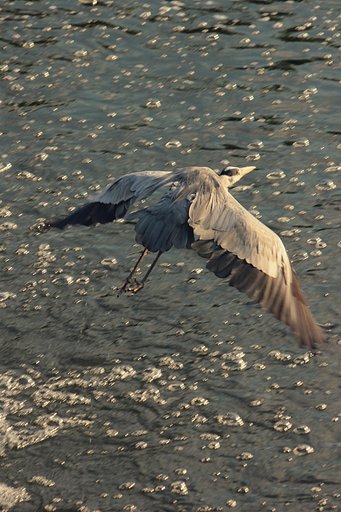 ‥が鳴くからもう帰ろう