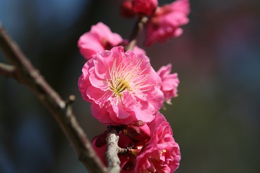 梅です