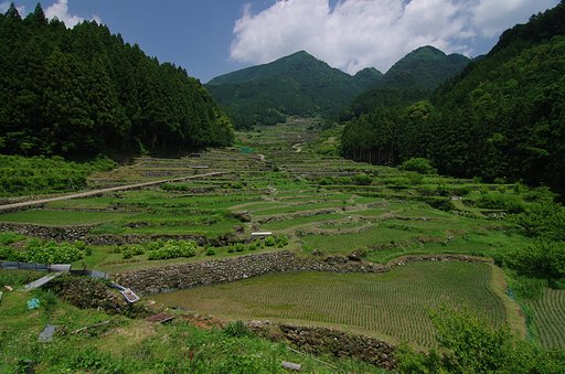 初夏の千枚田