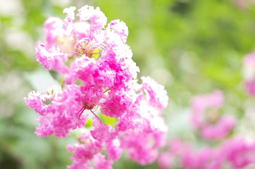 ピンクのお花