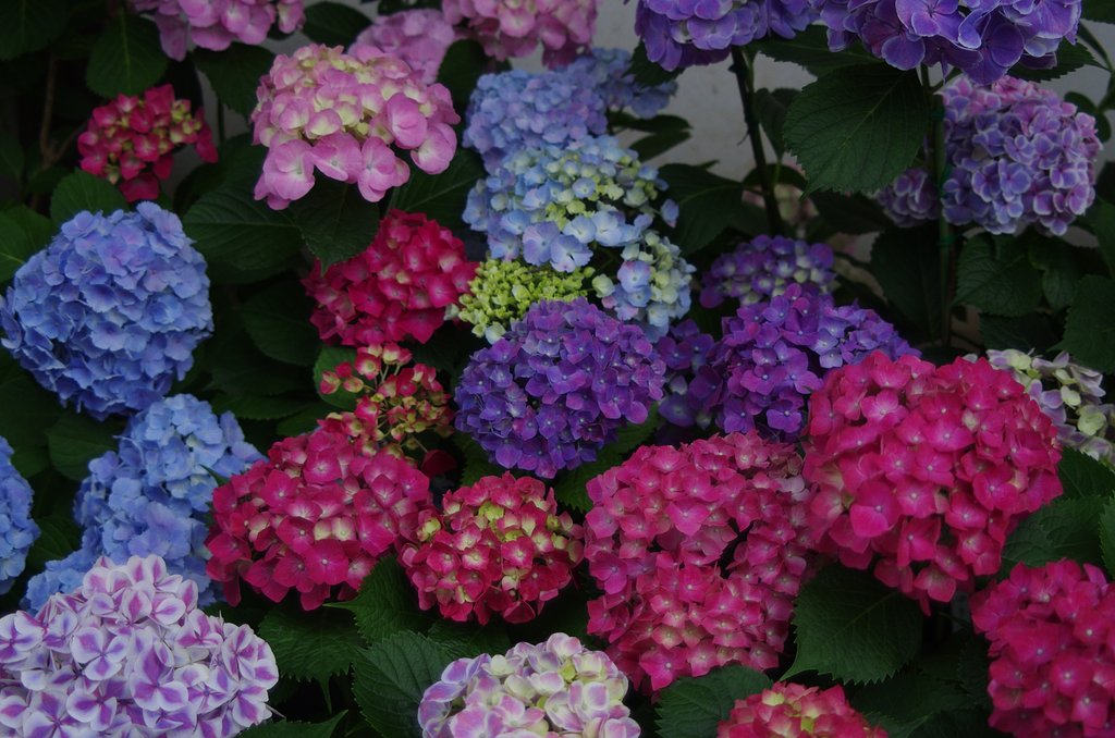 紫陽花寺