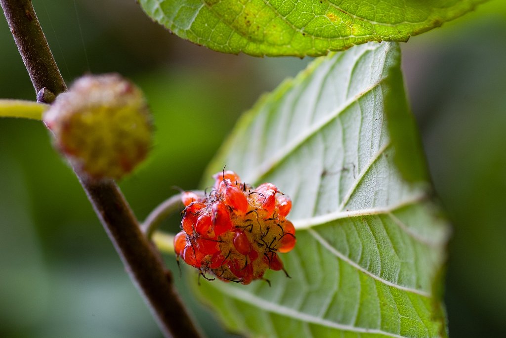 クサギの花？実？。