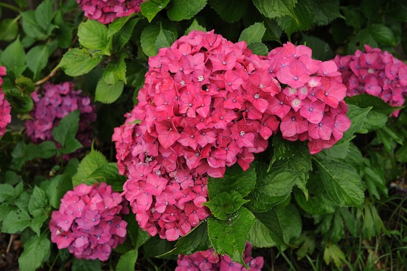 赤いあじさいの花