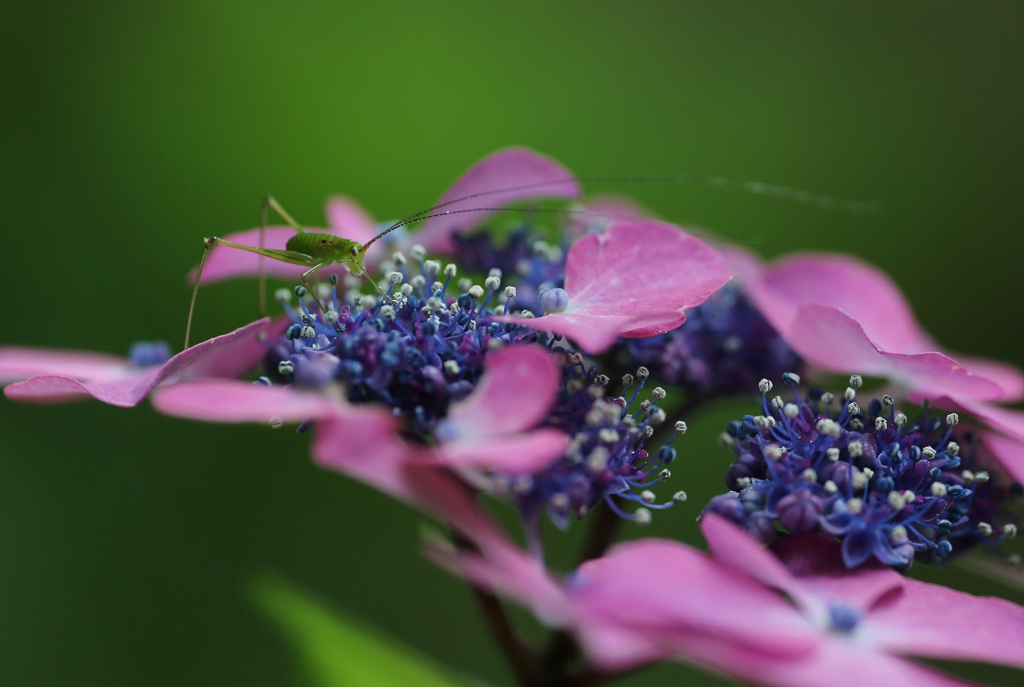 花園訪問