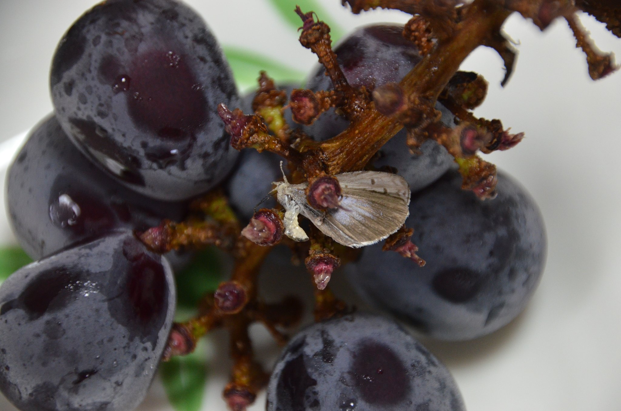 【夏の日】の終り