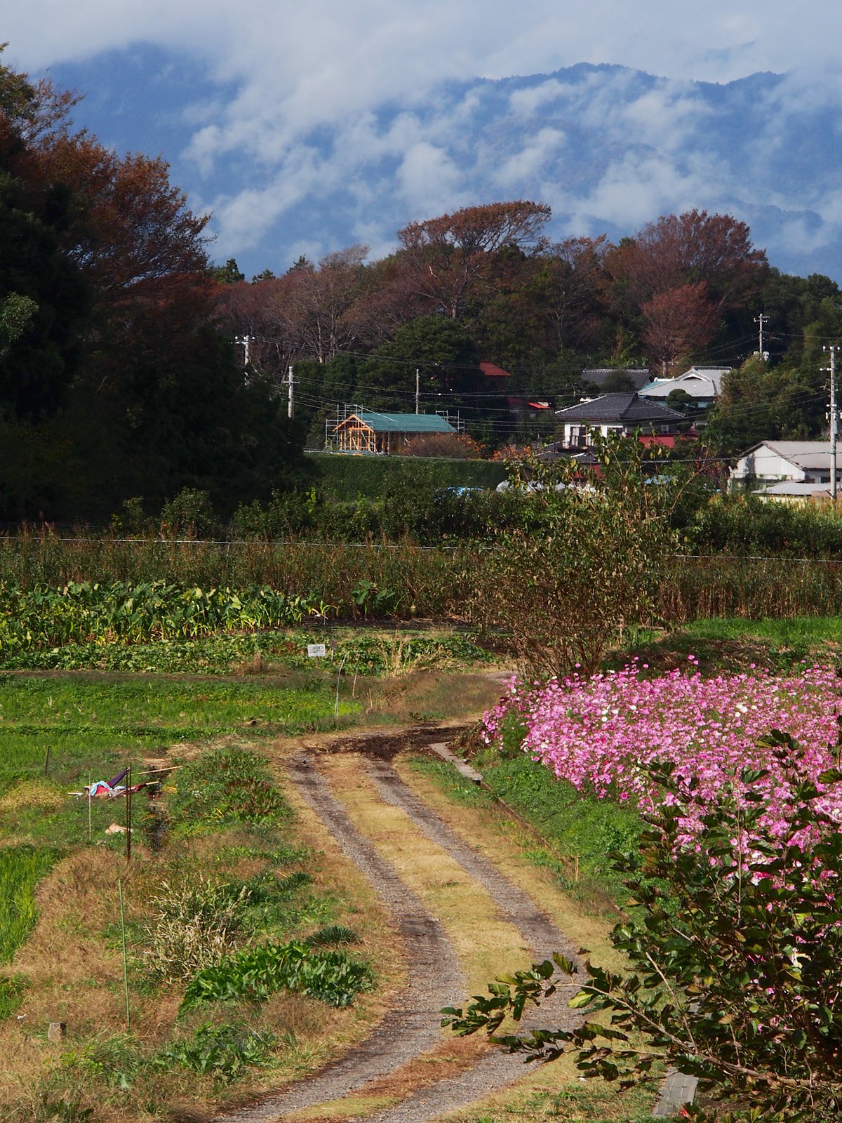 丹沢と秋桜