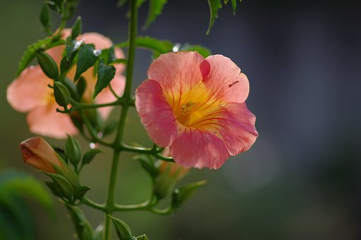 凌霄花