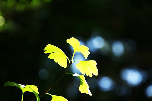 【ときめきＢＬＵＥ】木漏れ日