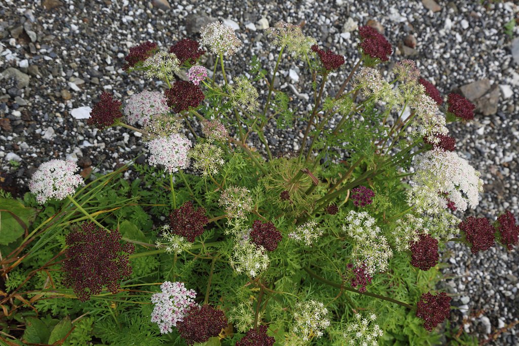 ナニ花かな