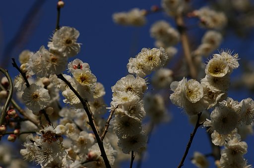 やっと満開