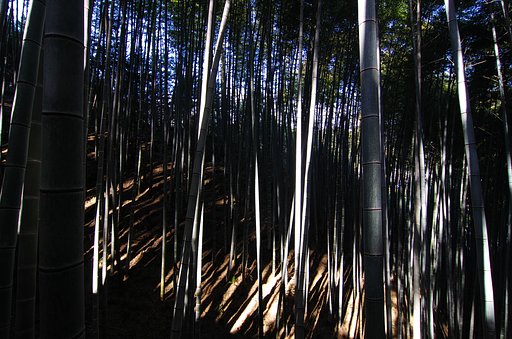 【影】竹林