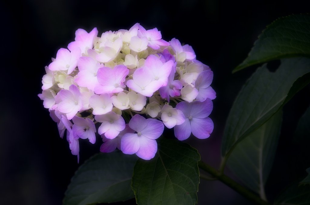 【影】紫陽花③
