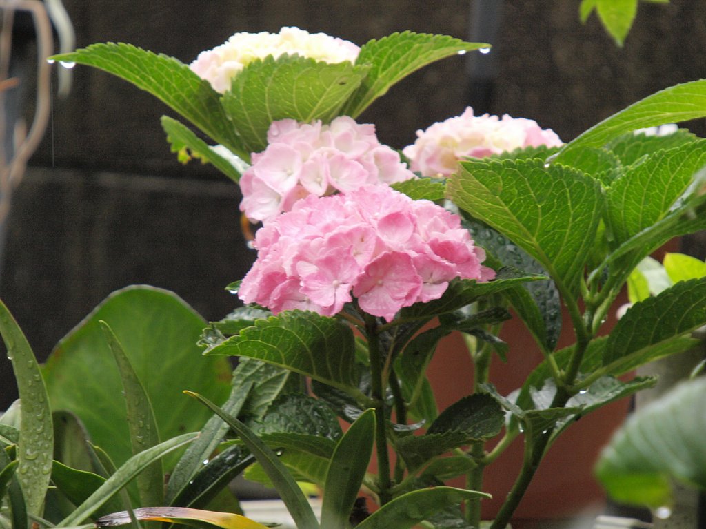 雨の中の紫陽花　超望遠で