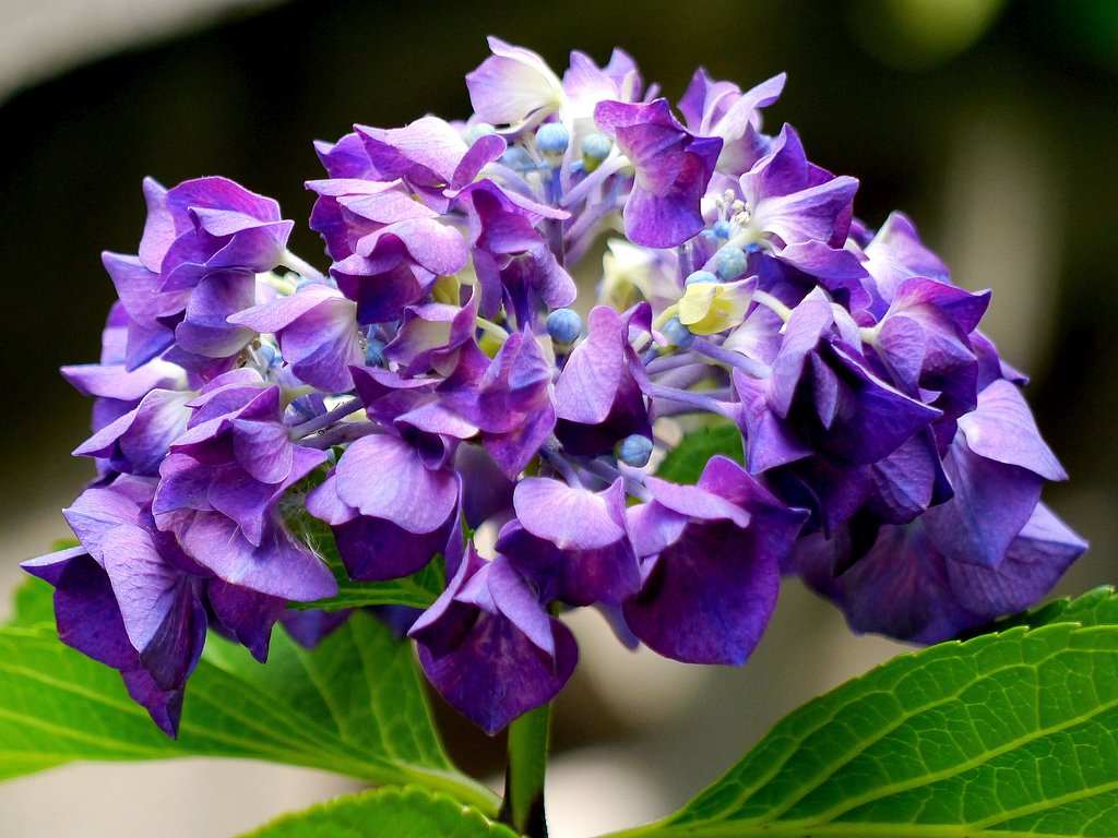 紫陽花　F