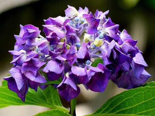紫陽花　F
