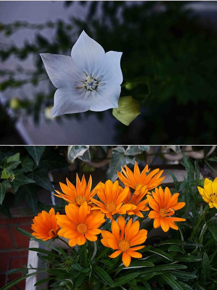 　　「　花二題　」