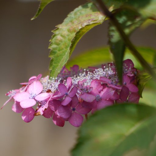 紫陽花　A