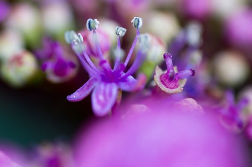 アジサイの両性花。