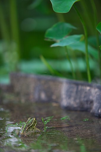 殿様・池にかえる