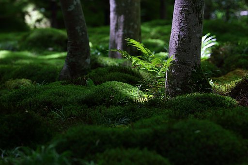 碧の菩提
