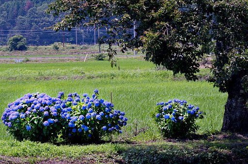 輝く紫陽花たち