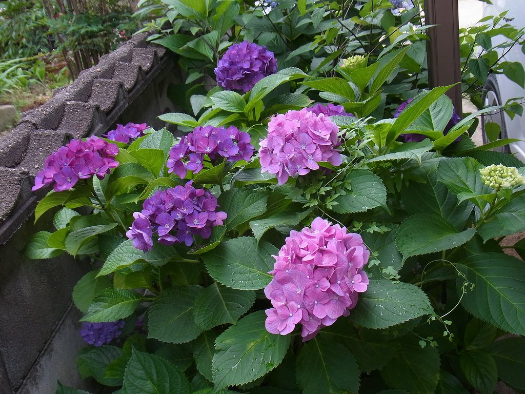 家の紫陽花ーA