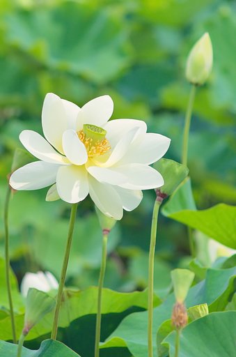 【水のある星】蓮花