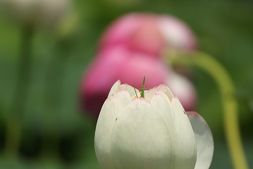 ツユムシのかくれんぼ