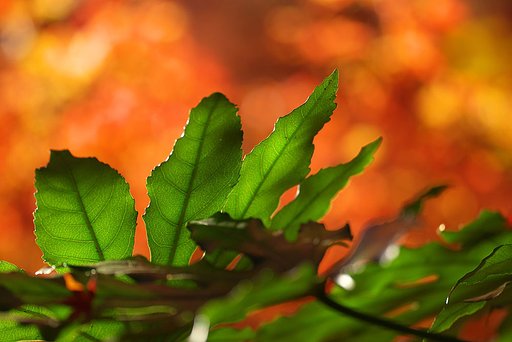 燃える紅葉バックに