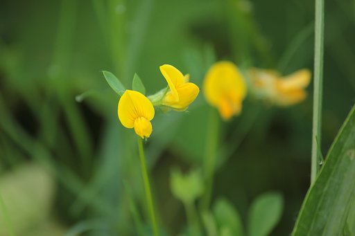 秋、野草の隙間にミヤコグサ