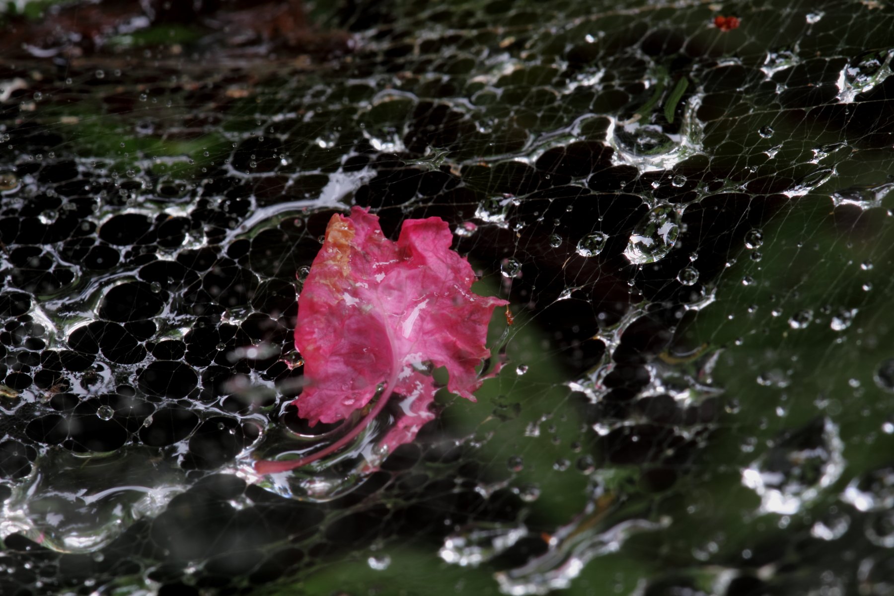 花弁