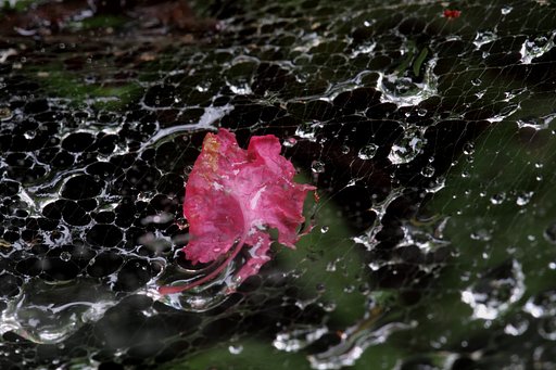 花弁