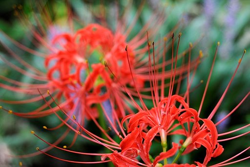 彼岸花