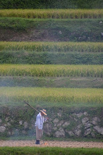 初秋の棚田