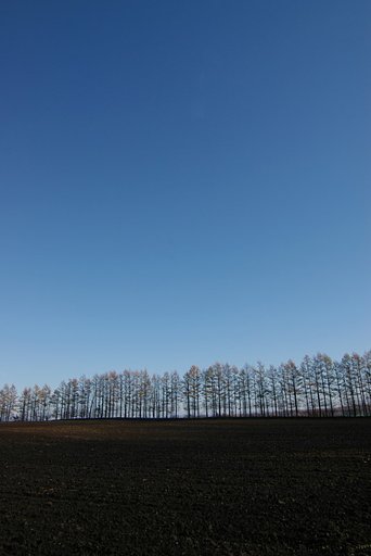 カラマツのシルエット
