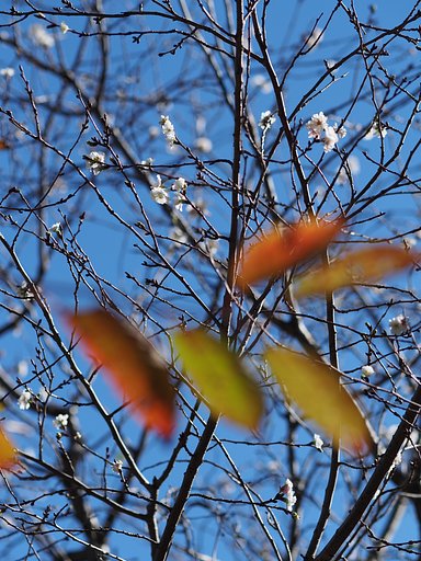 十月桜