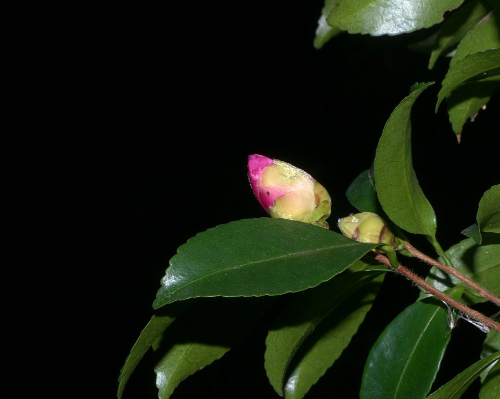 蕾