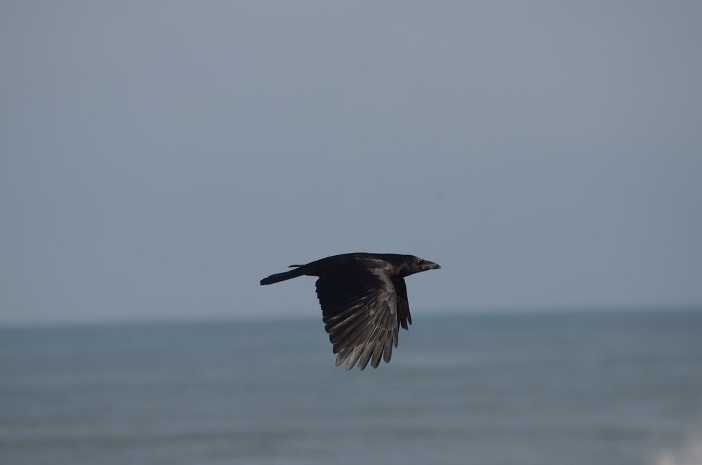 カラスの飛翔