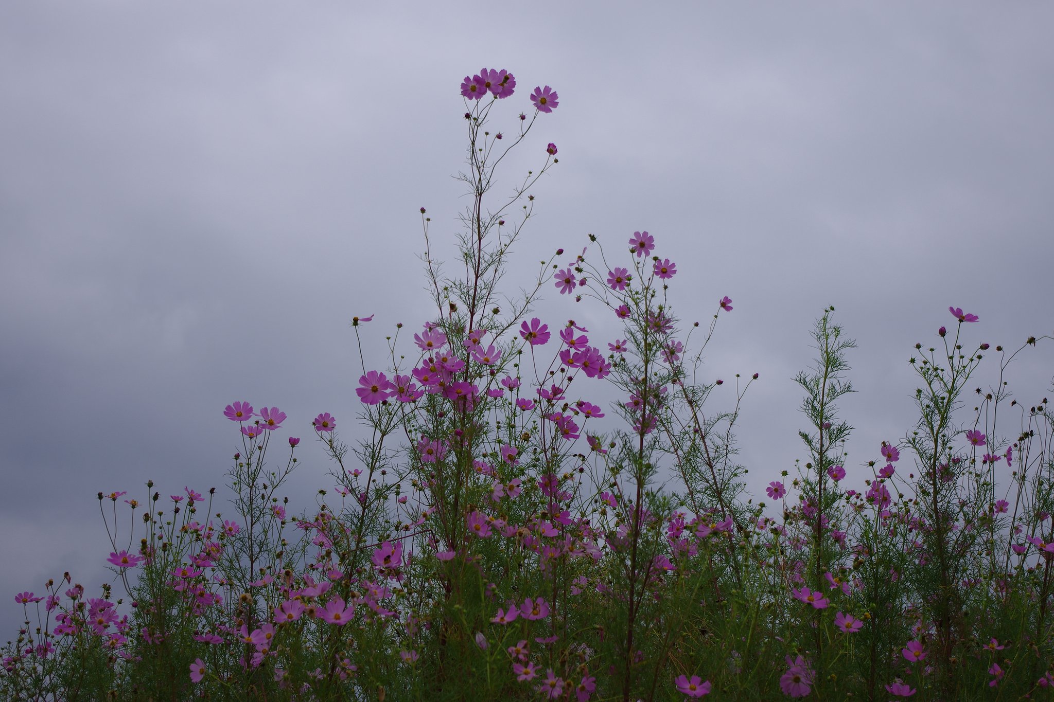 秋桜　