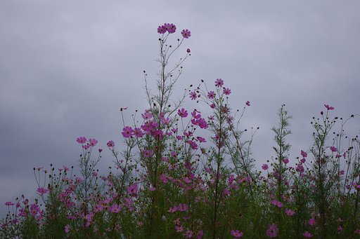 秋桜　