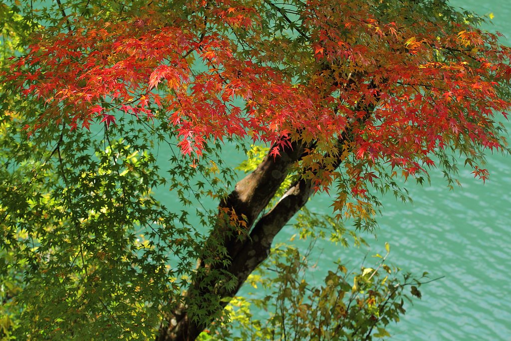 揖斐に紅がさす