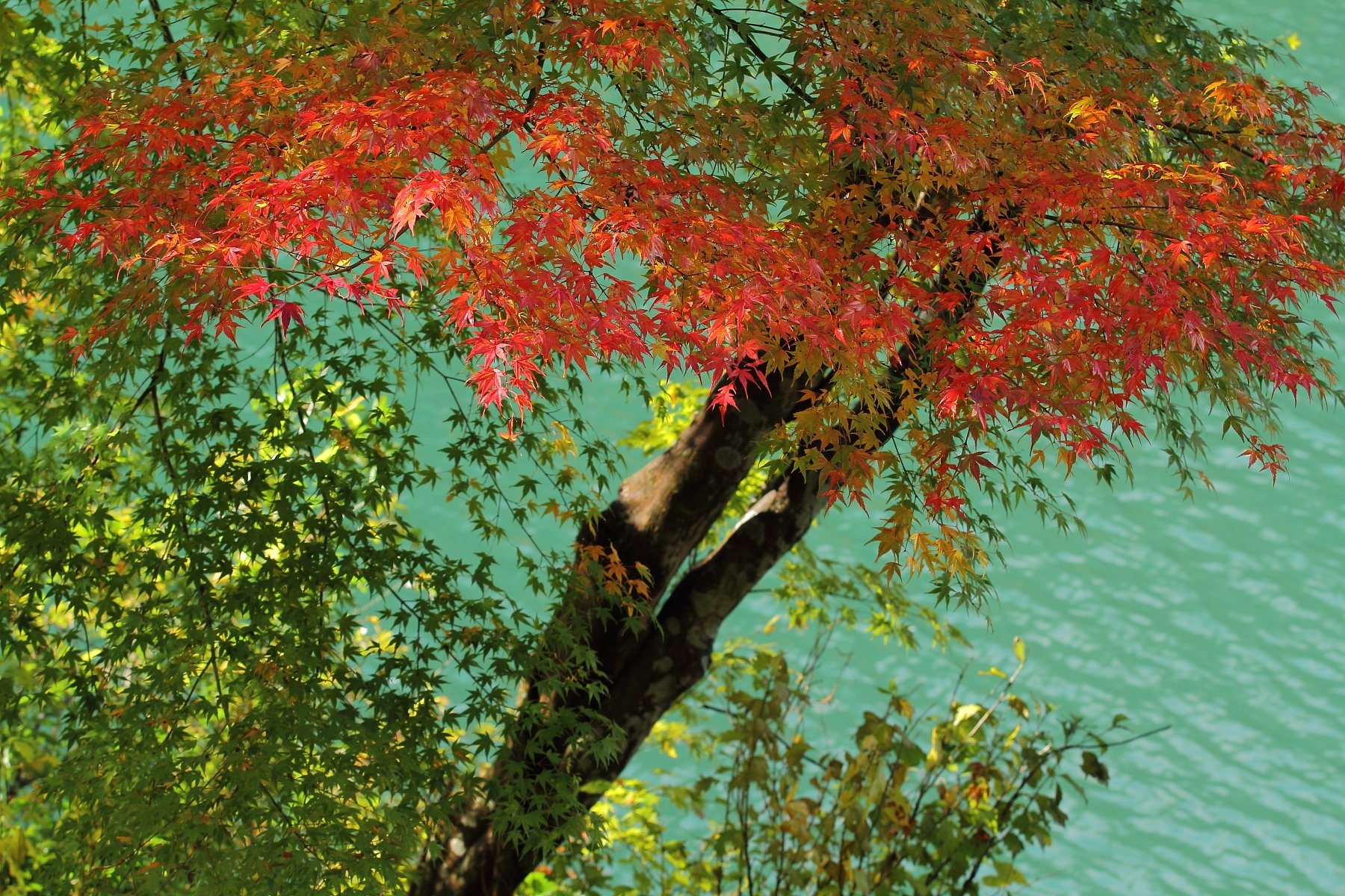 揖斐に紅がさす