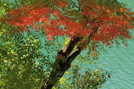 揖斐に紅がさす