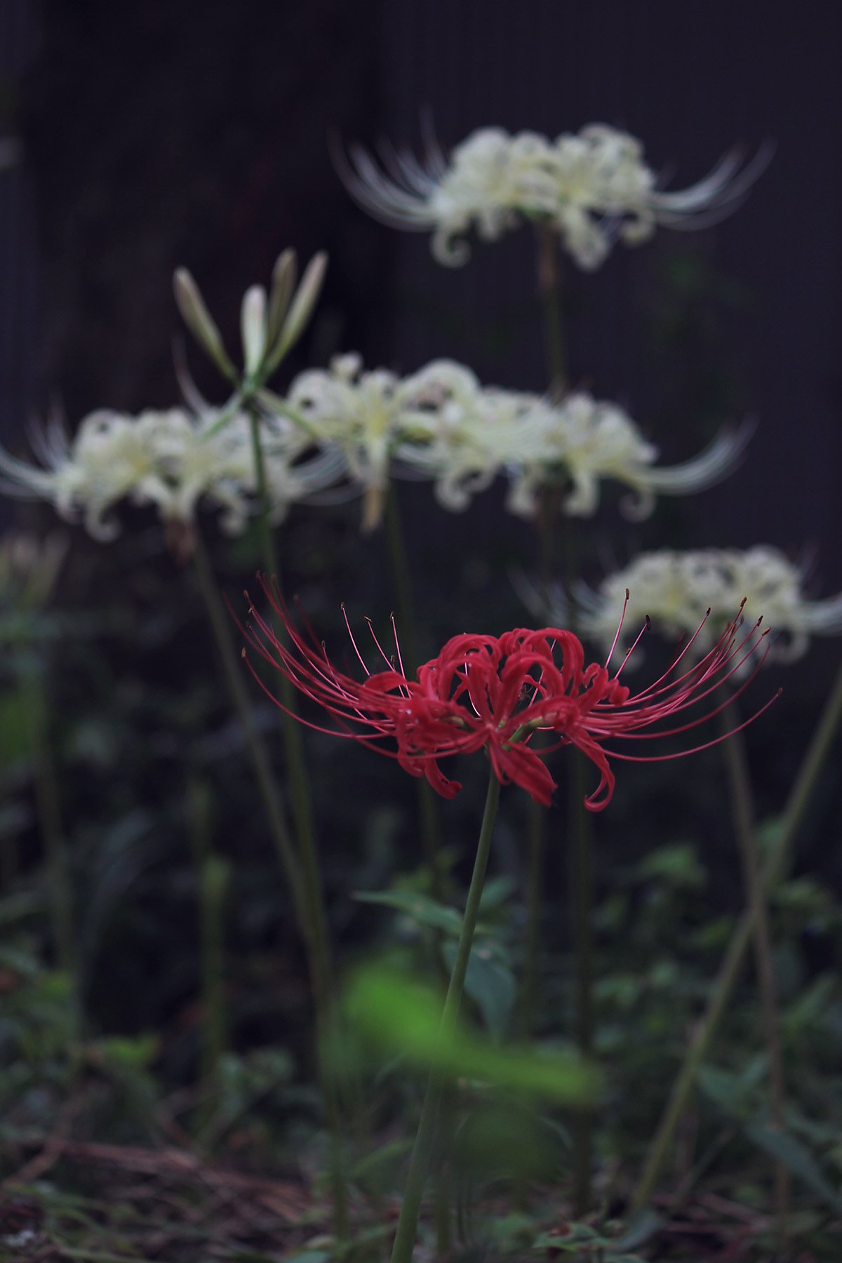 赤ひとつ