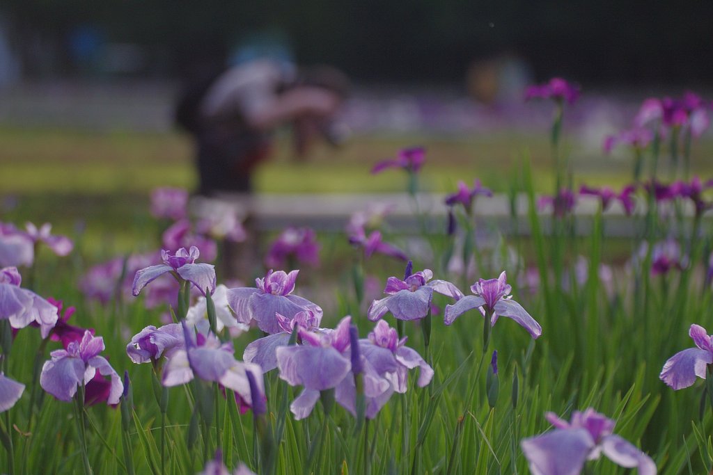東村山〜菖蒲まつり〜