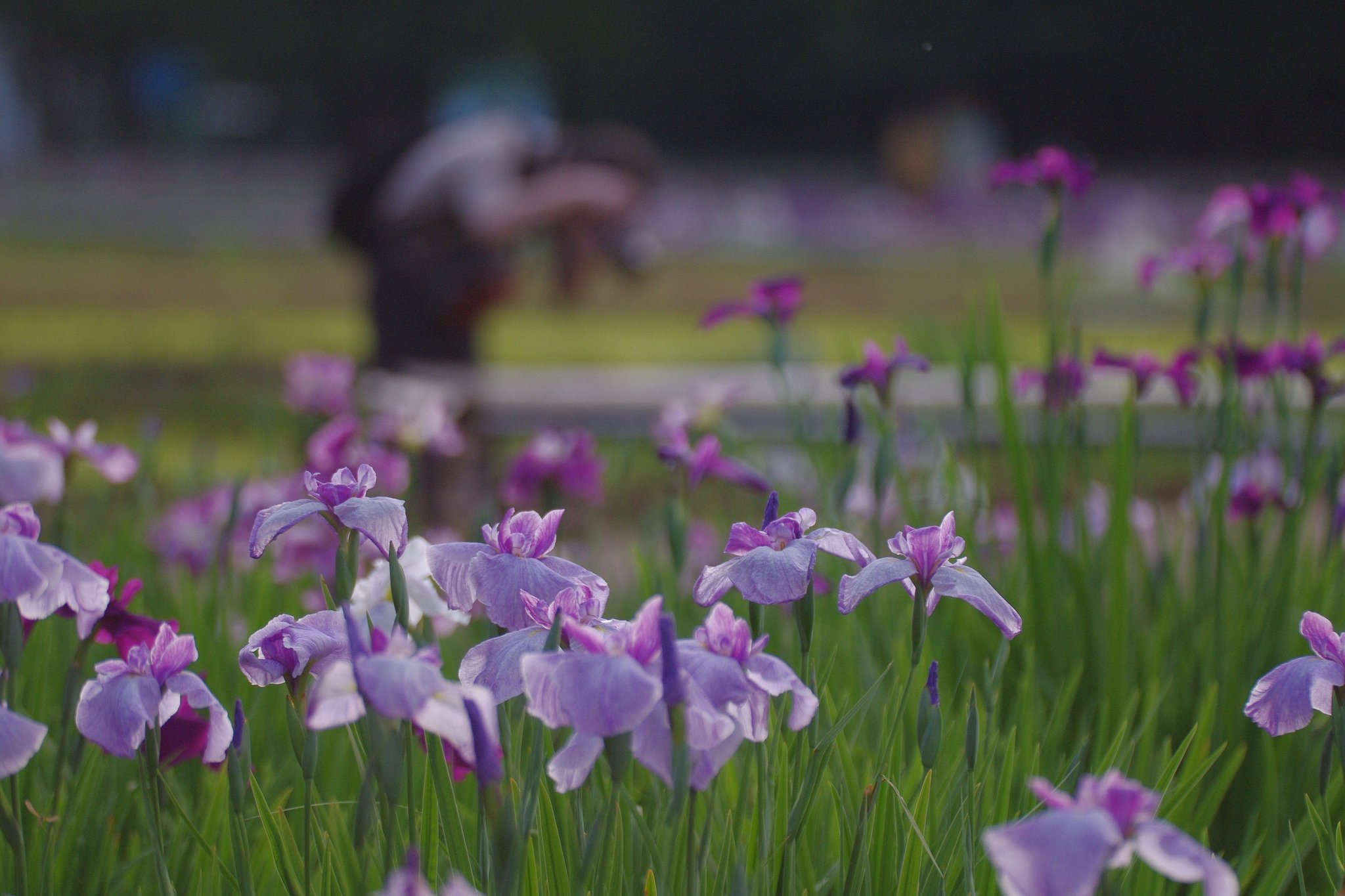 東村山〜菖蒲まつり〜